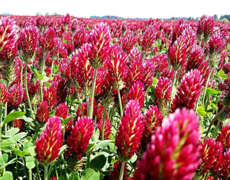 Dixie Reseeding Crimson Clover Seed