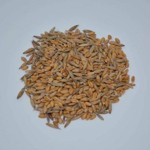 Dixieland Seed Photo resize