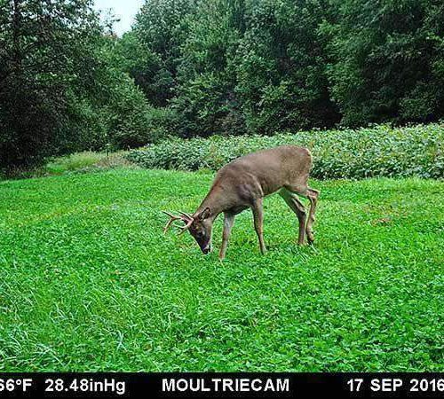 Durana Clover Seed on trail cam