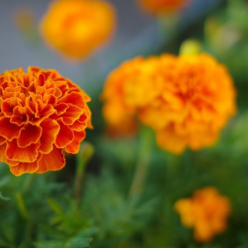 FrenchMarigold1