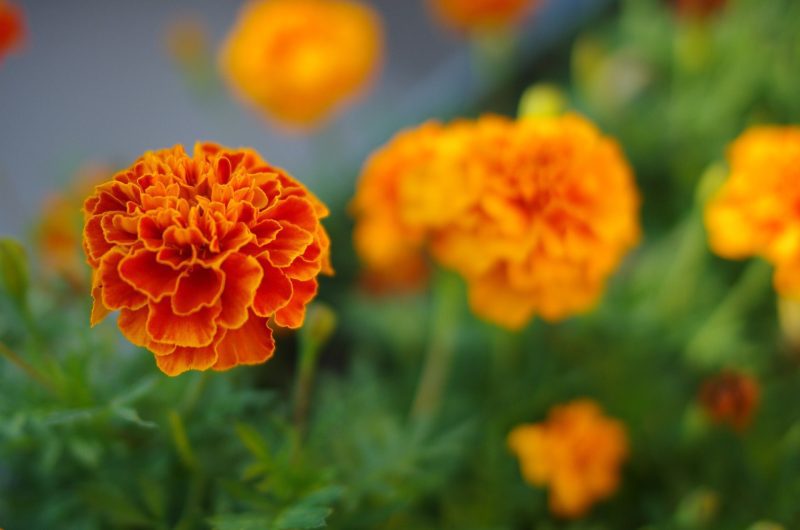 FrenchMarigold1