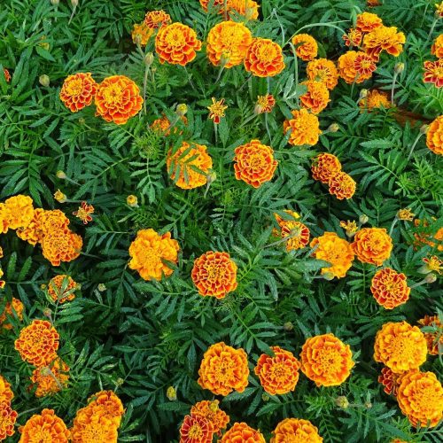 FrenchMarigold2