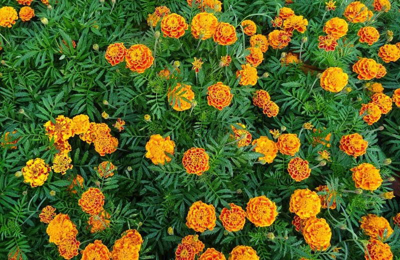 FrenchMarigold2