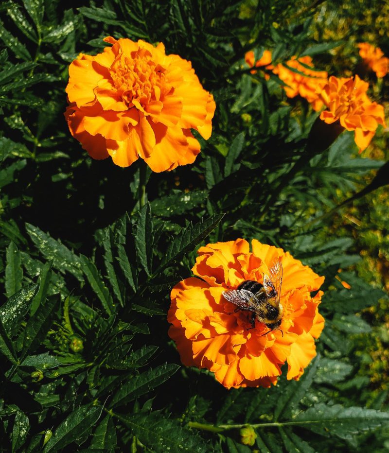 FrenchMarigold3