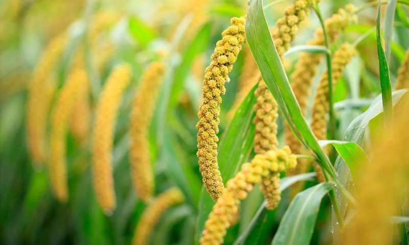 German Foxtail Millet Seed