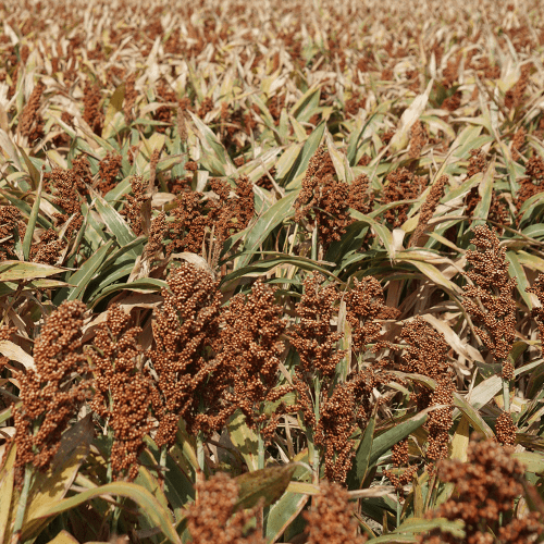 Grain Sorghum Seed