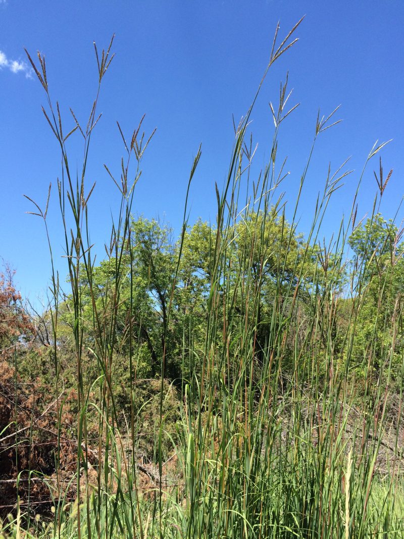 Grasses BigBluestem