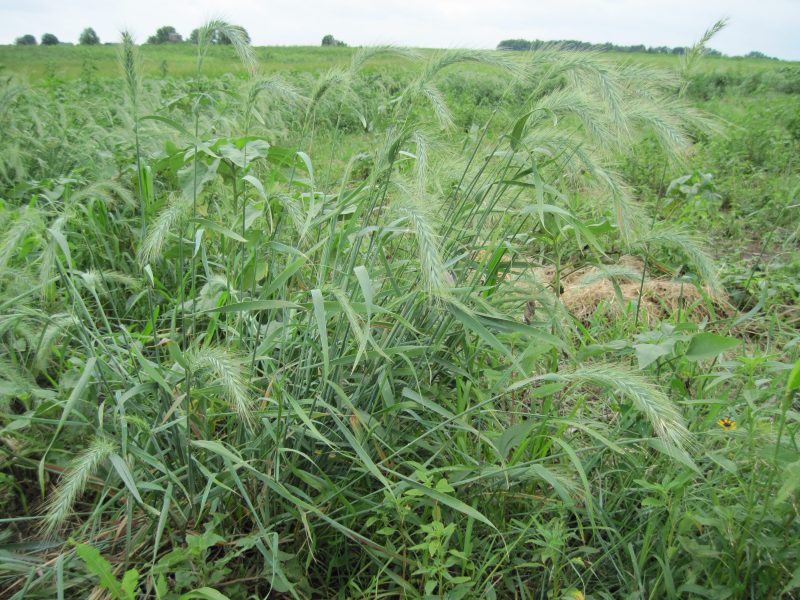 Grasses CanadaWildrye