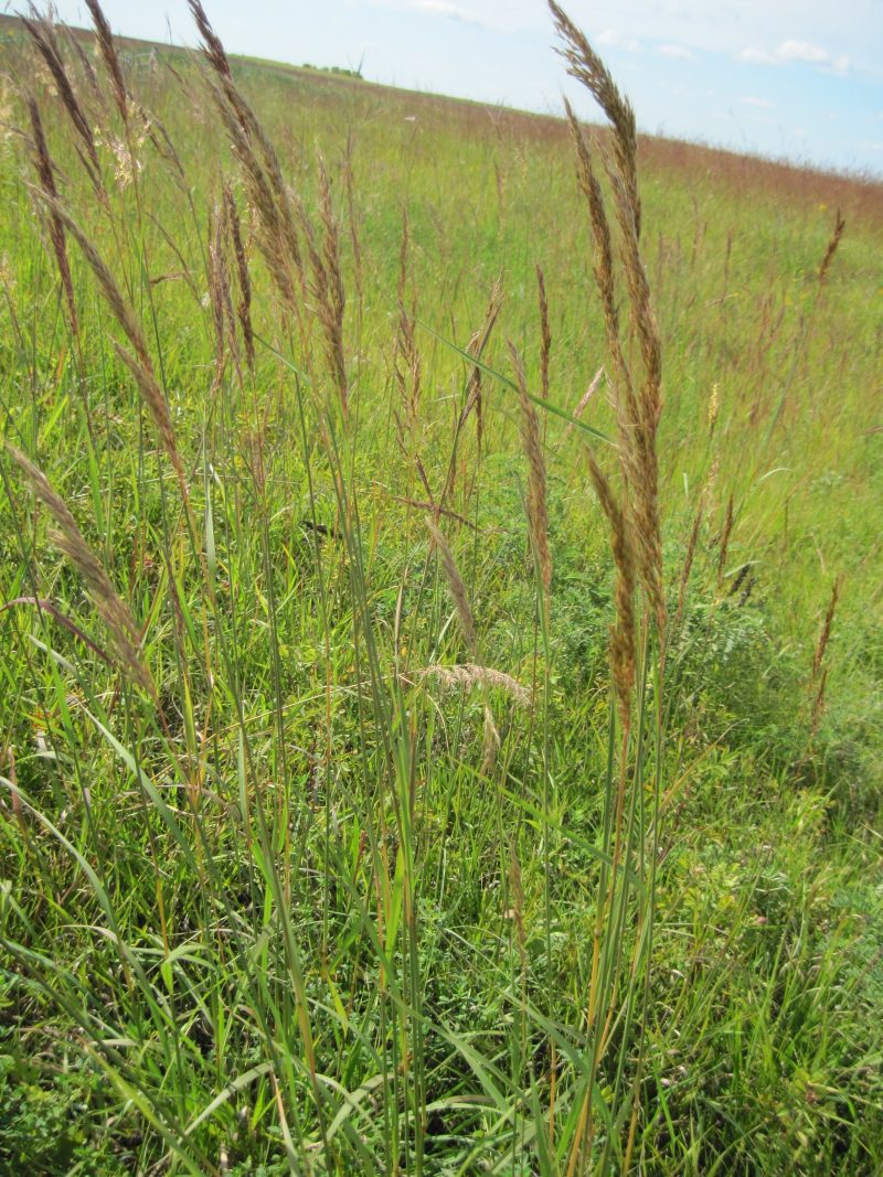 Grasses Indiangrass