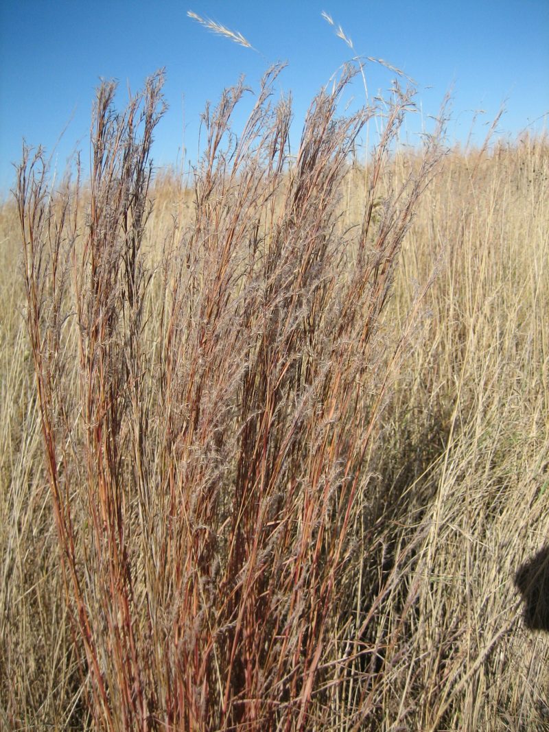 Grasses LittleBluestem