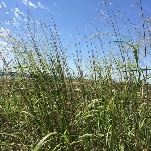 Grasses Switchgrass