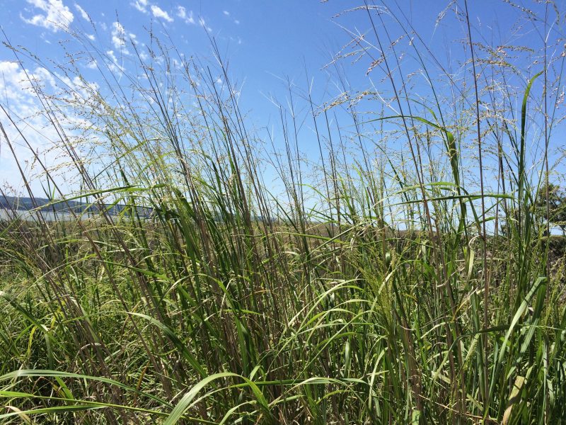 Grasses Switchgrass