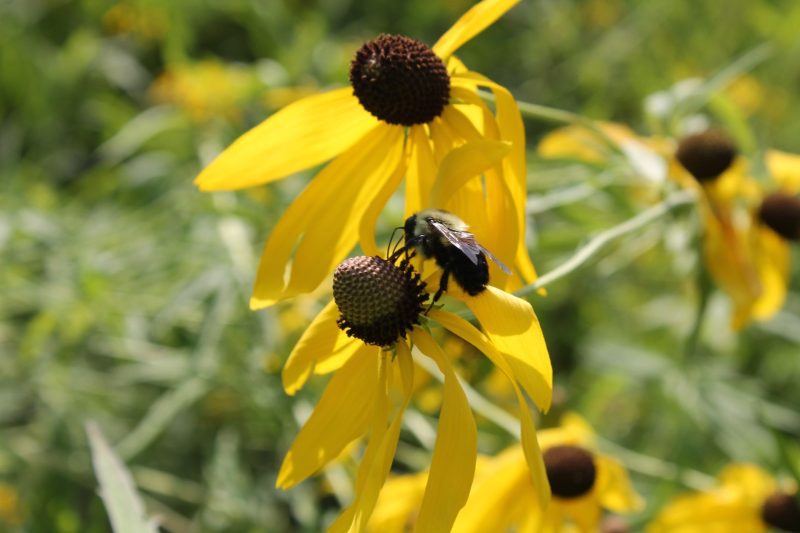 GreyheadConeflower1