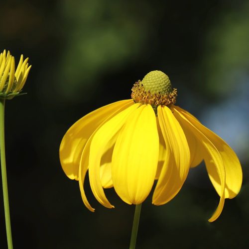 GreyheadConeflower2