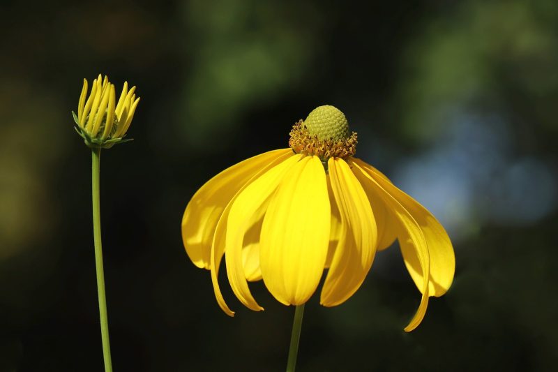 GreyheadConeflower2