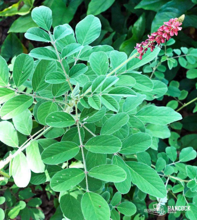 Hairy Indigo Seed