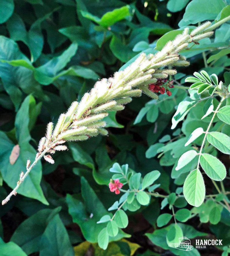 Hairy Indigo growing