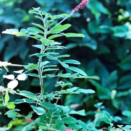 Hairy Indigo plant