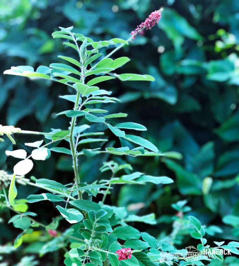 Hairy Indigo plant