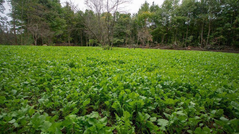 Hancock Deer Greens