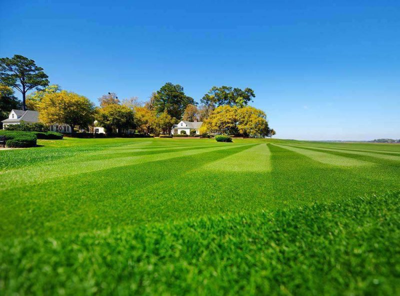 Hancock s Common Bermuda Grass Seed turf