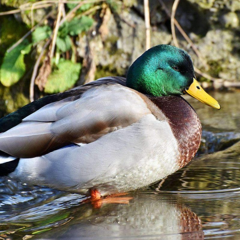 Hancocks Duck Food Plot