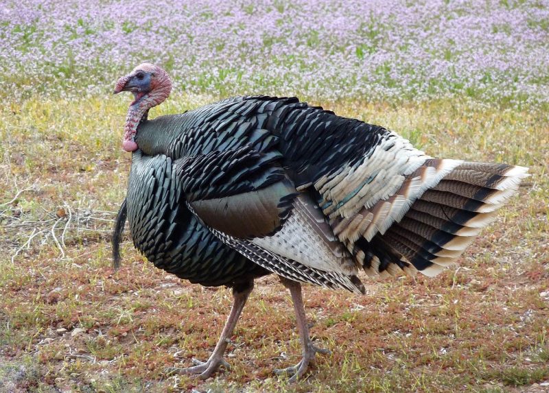 Hancocks turkey food plot mix HS P70