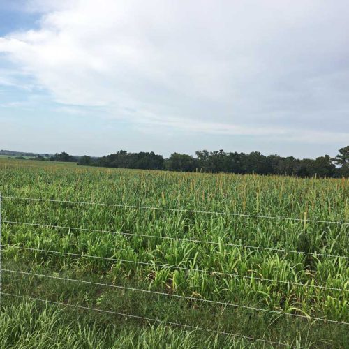 Hybrid Pearl Millet hancock farm