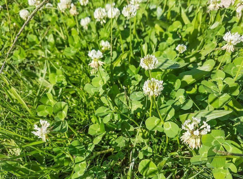 Ladino Clover