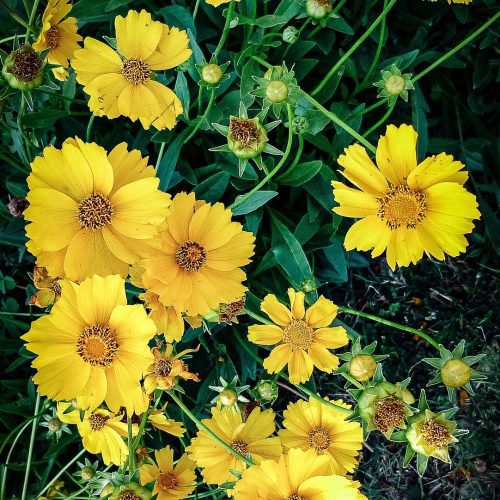 LanceleafCoreopsis1