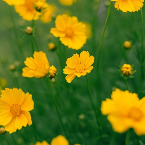 LanceleafCoreopsis2