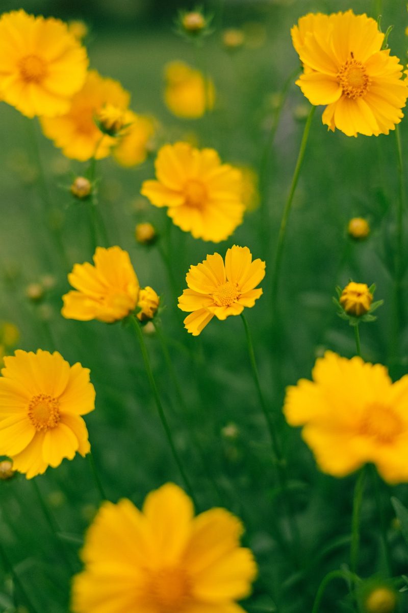 LanceleafCoreopsis2