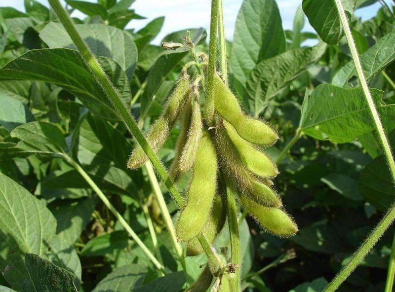 Laredo Soybean Seed