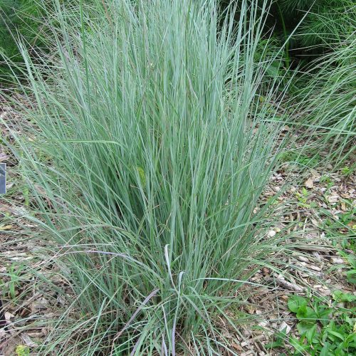 LittleBluestem1