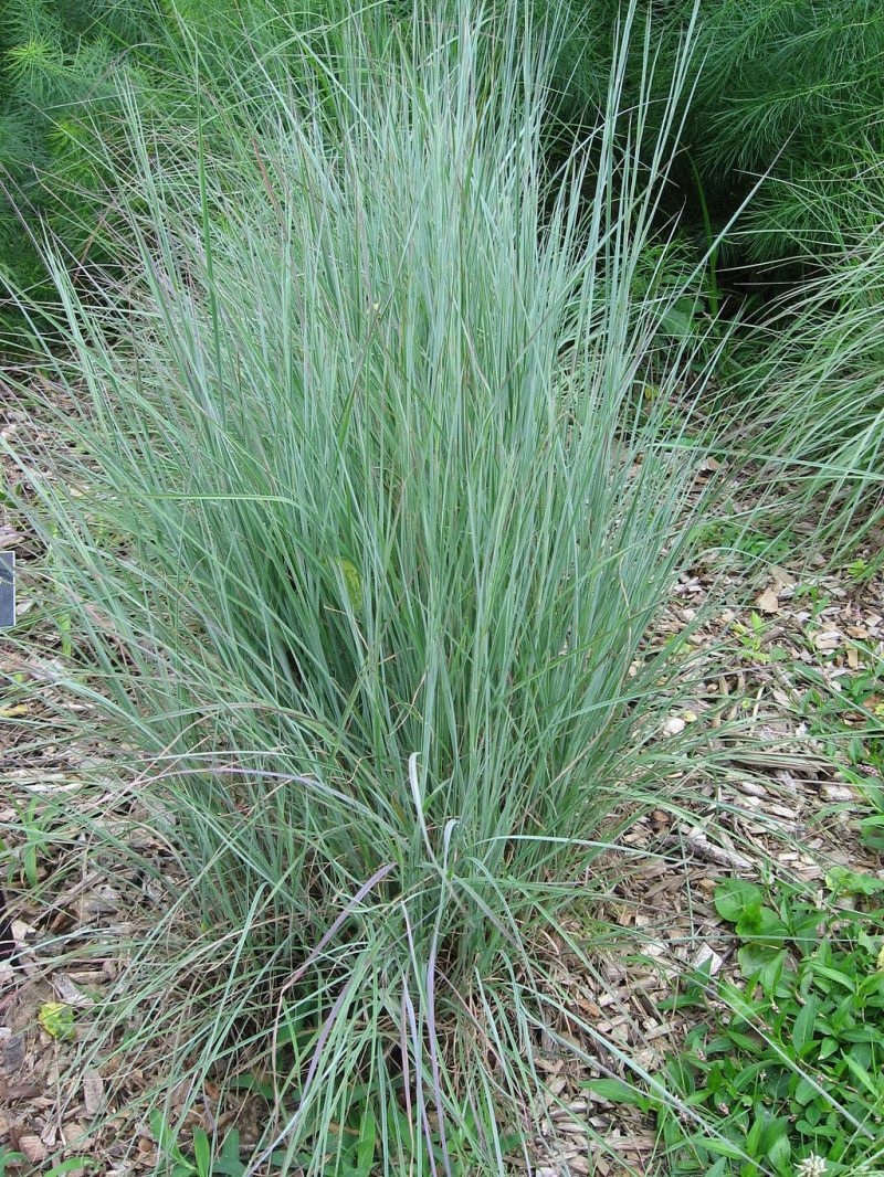 LittleBluestem1