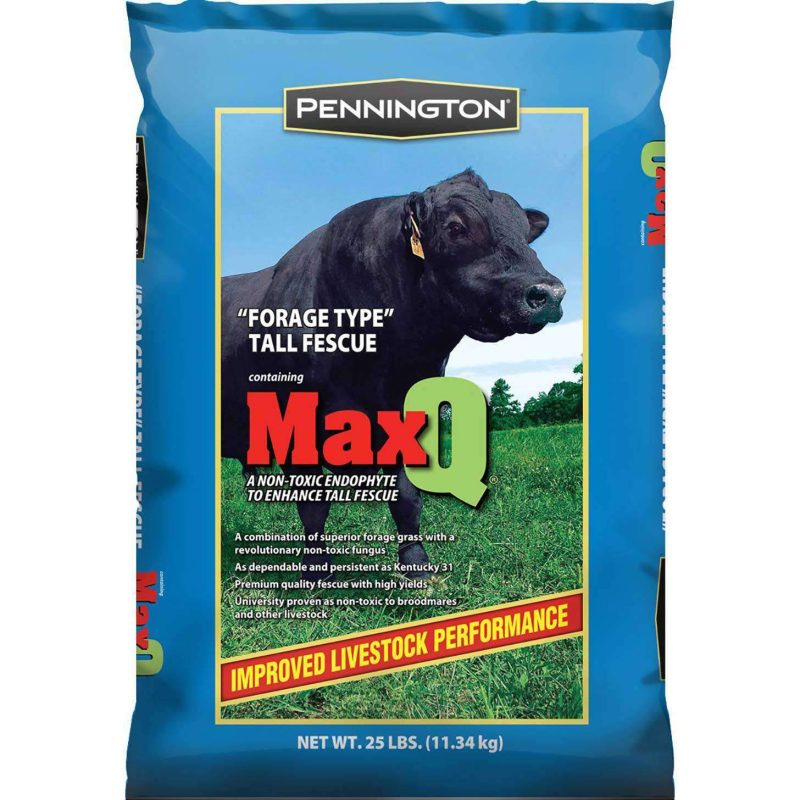 MaxQ Tall Fescue Jesup