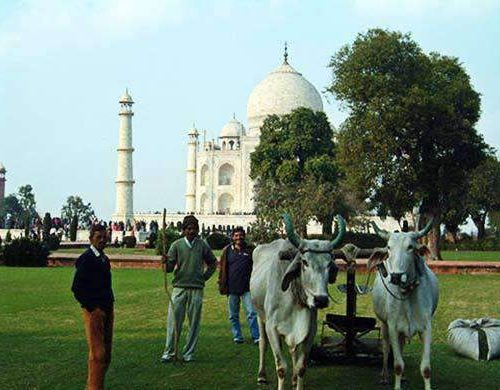 Mowers Bermudagrass Taj Mahal Cows