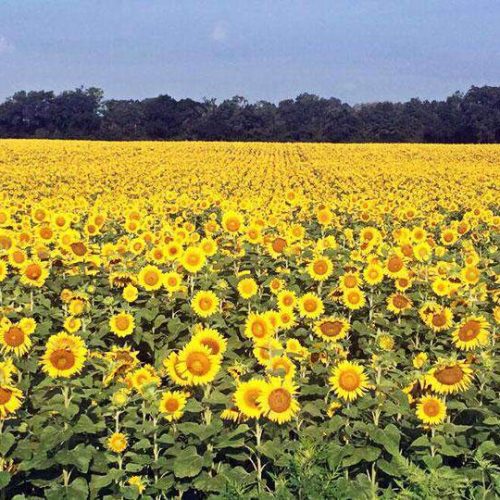 Peredovik sunflower seeds