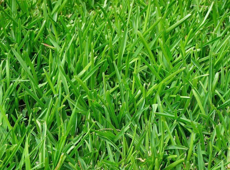 Perennial Ryegrass Seed