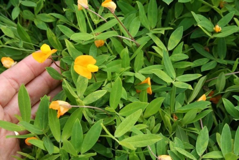 perennial, peanut, seed, lawn, florida, pintoi