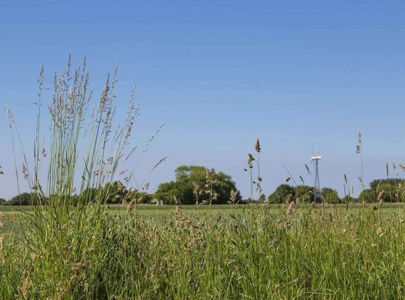 Potomac Orchard Grass Seed