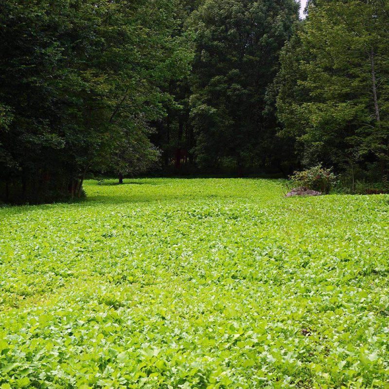 Purple Top Turnip seed field