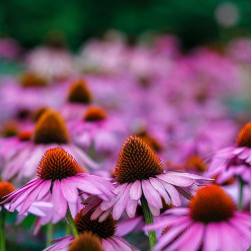 PurpleConeflower1