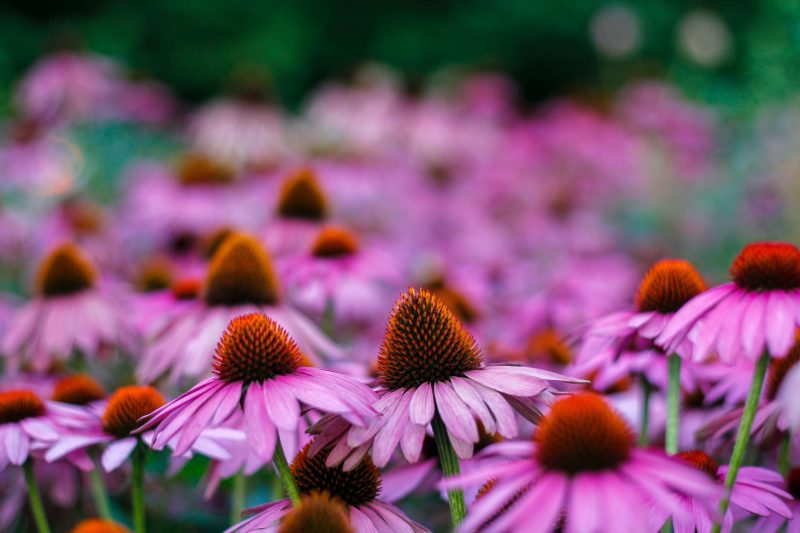 PurpleConeflower1