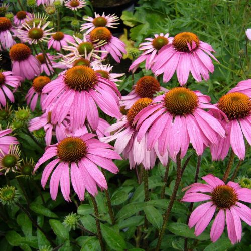 PurpleConeflower2