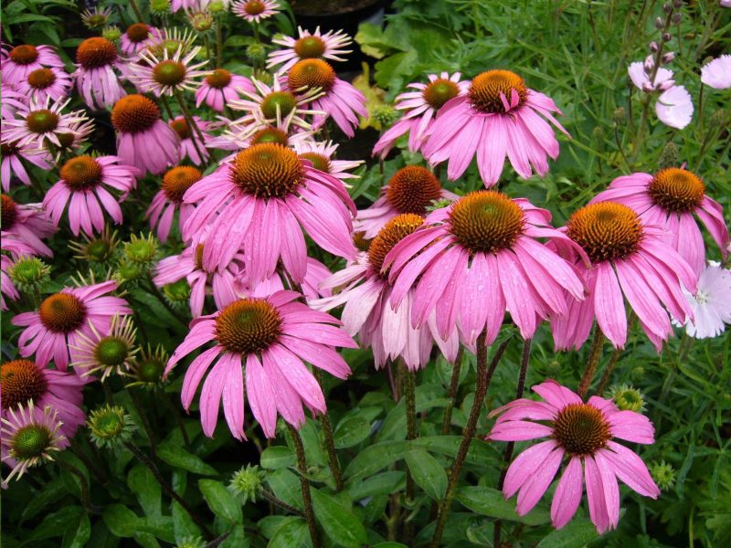 PurpleConeflower2