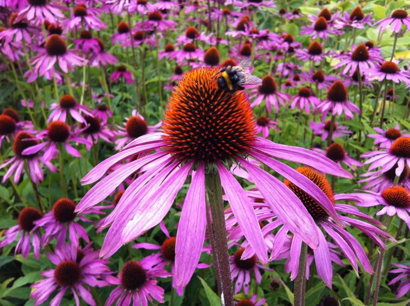 PurpleConeflower3