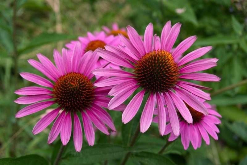 PurpleConeflower4