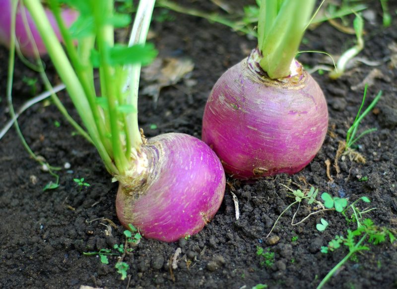 PurpleTopTurnips istock