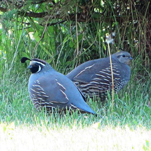 Quail Seed Mix